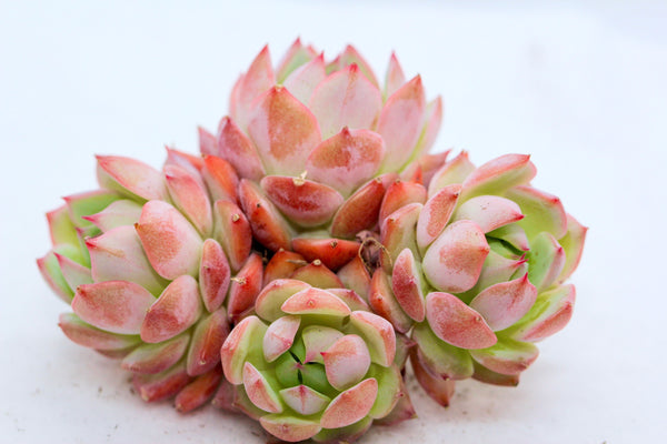 E. Tippy (large cluster)