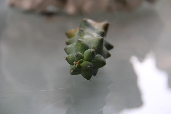 Myrtillocactus geometrizans cv. fukurokuryuzinb