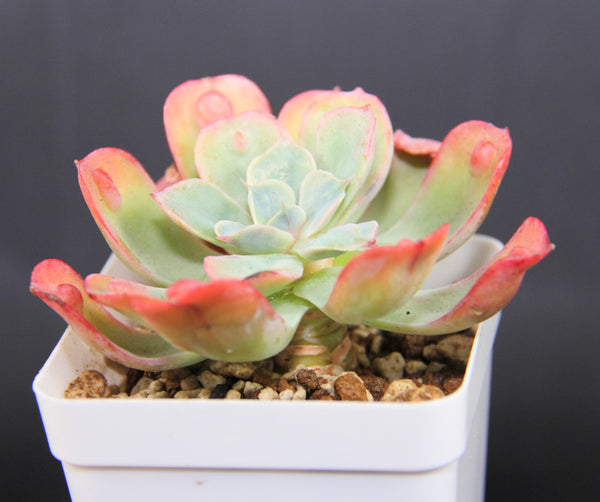 E. Raindrop