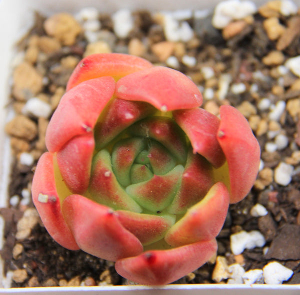 Echeveria spp.