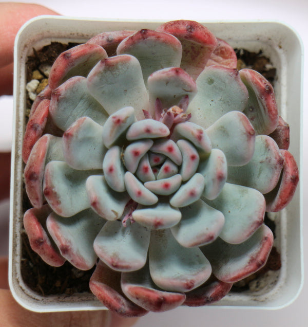 E. Viyant
