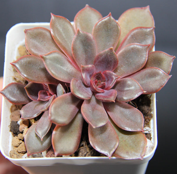 E. Mina