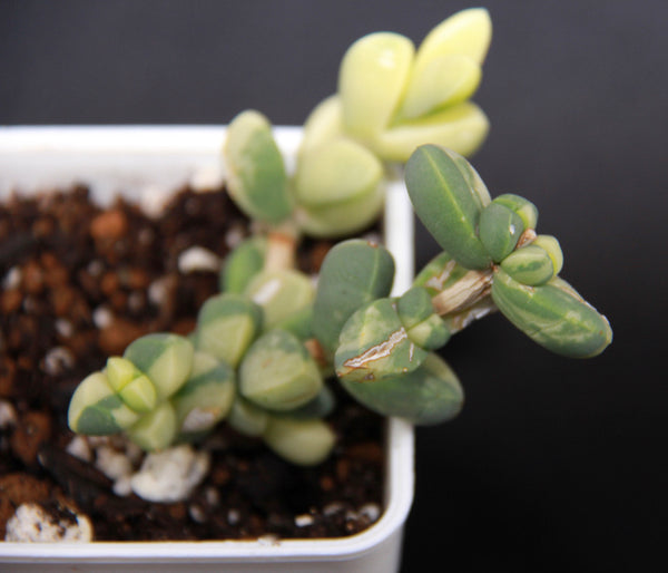 Corpuscularia Lehmanni