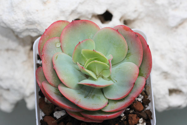 E. Peach Pride