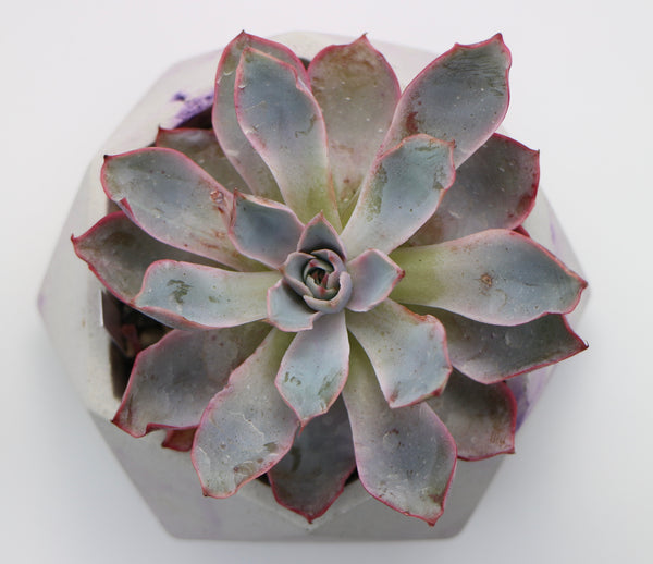 Geometric Concrete Planter with Korean Succulent.