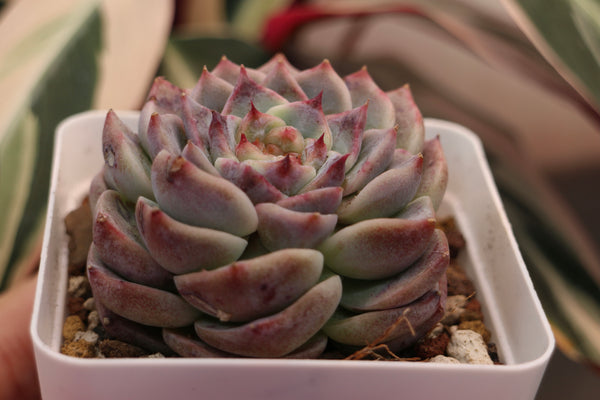 E. Red Velvet (L)