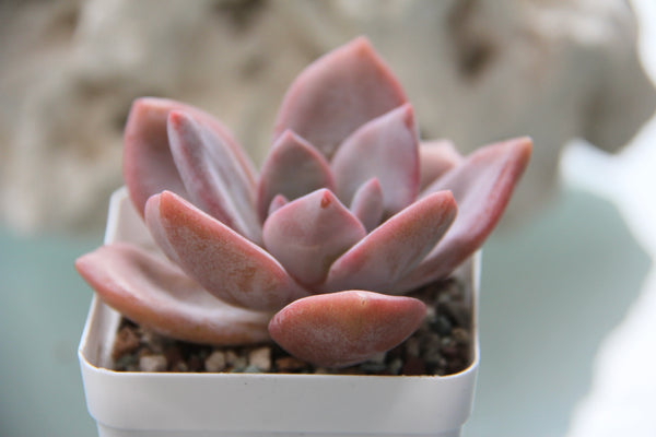 Echeveria Missing You