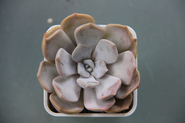 Echeveria Tiramisu (L)