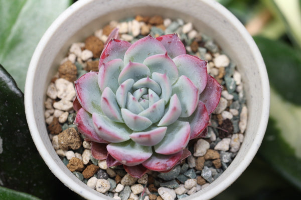 E. A Pink
