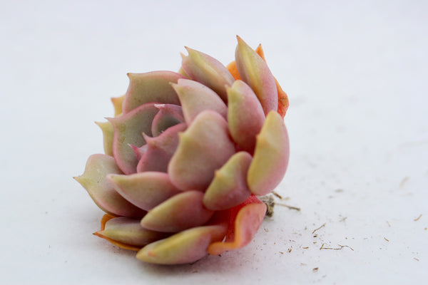 E. Minima hyb. Roid