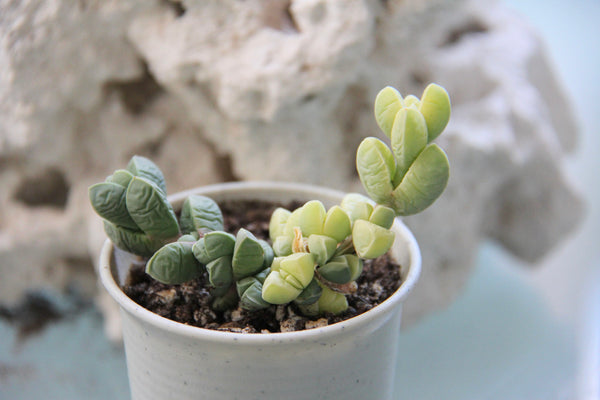 Corpuscularia lehmanni (variegata)
