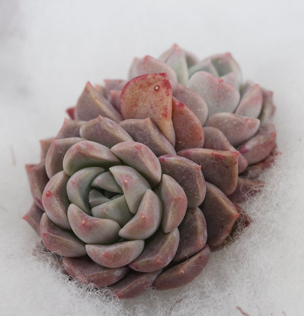 E. Pink Spot