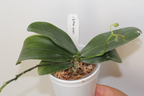 Phal. Javalin