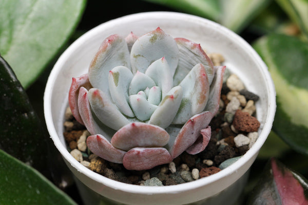 E. Ivory