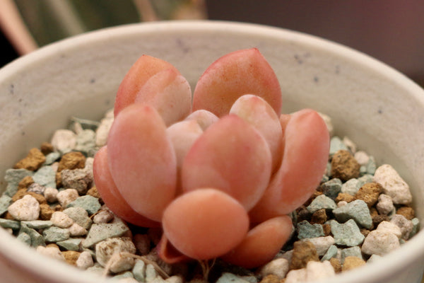 E. Monroe Queen (small)