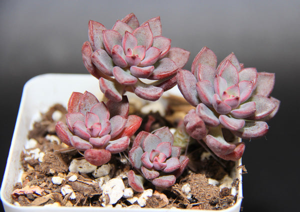 Purple Dream