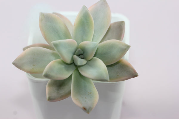 Graptopetalum Paraguayensis Awayuki