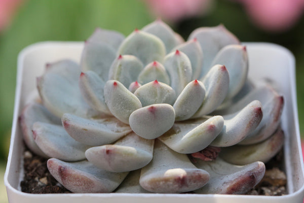 Echeveria Viyant