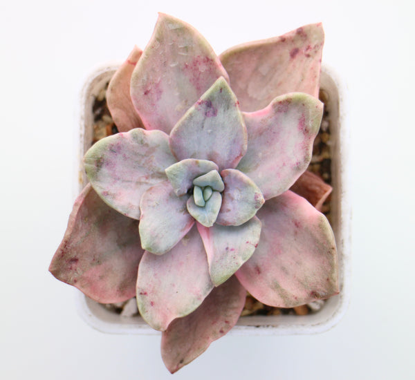 Graptopetalum Bainesii f. variegated