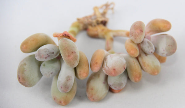 Pachyphytum ovefeum cv. momobijin