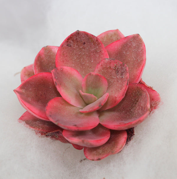 E. Suyon