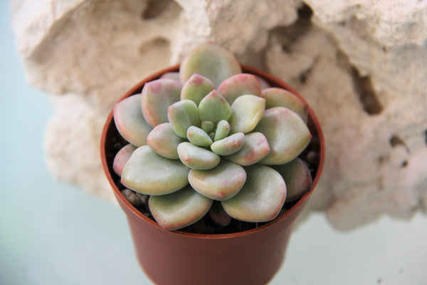 Echeveria Amor Party