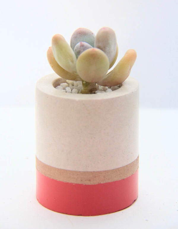 Shot-glass Concrete Planter with Korean Succulent