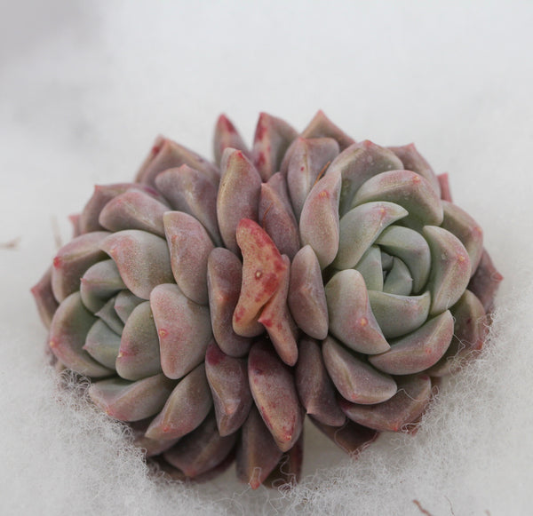 E. Pink Spot