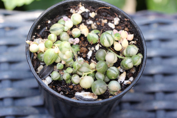String of Pearls (variegated) (B)