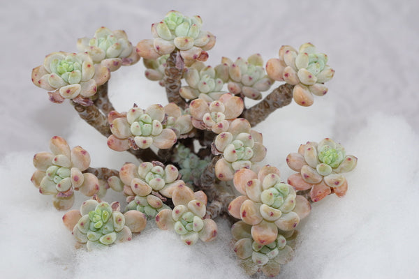 Sedum Clavatum