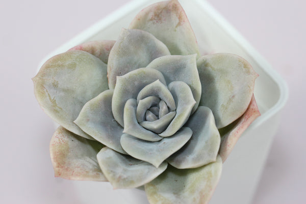 Echeveria Lovely Rose (L)