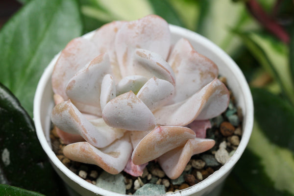 E. Exotic