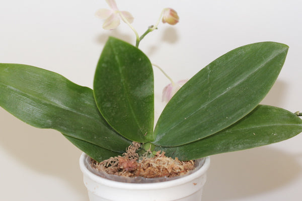 Phal. Javalin