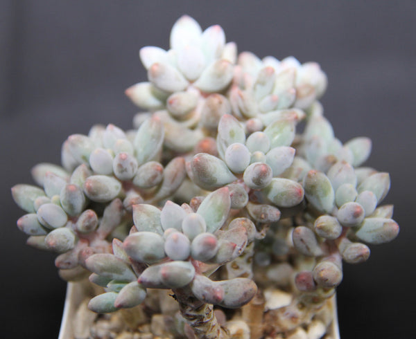 Pachyphytum Machucae(baby finger)