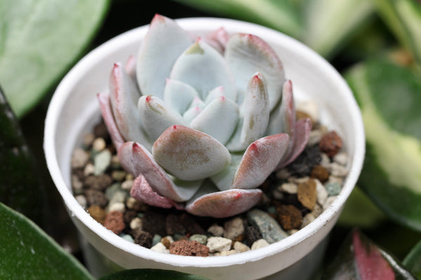 E. Ivory