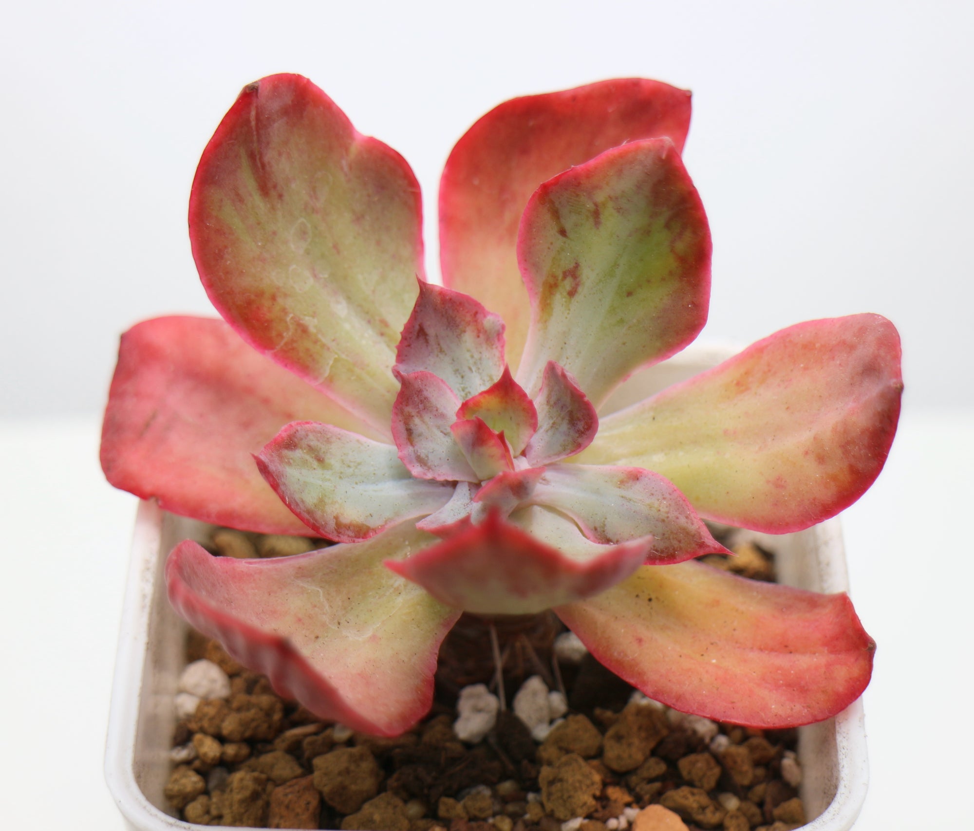E. Cante (variegated)