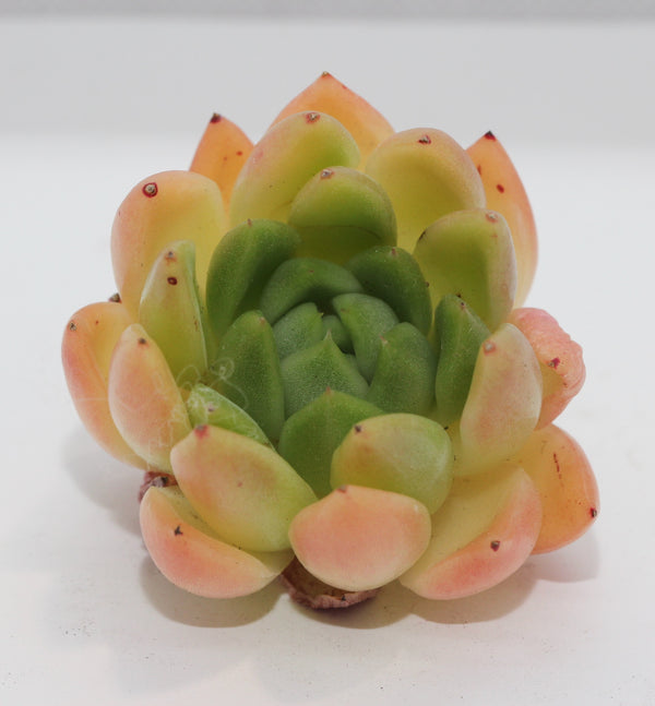 E. Agavoides Prolifera