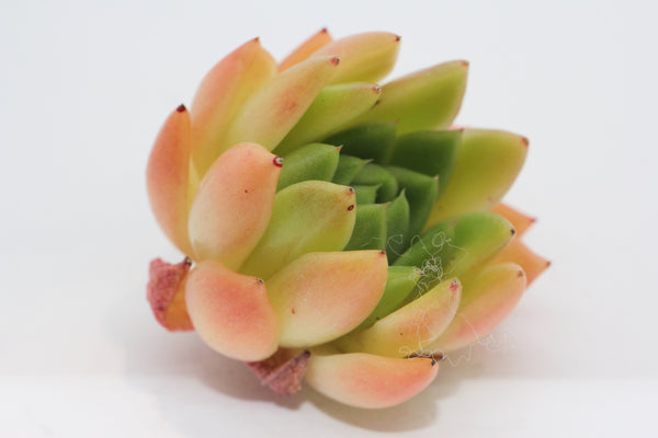 E. Agavoides Prolifera