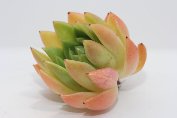 E. Agavoides Prolifera