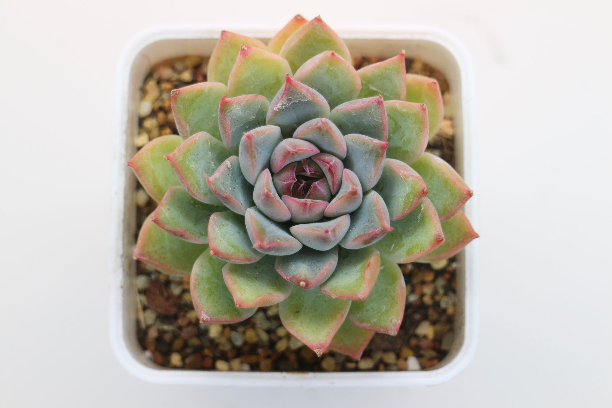 Echeveria spp.