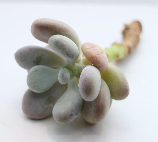 Graptopetalum Amazones