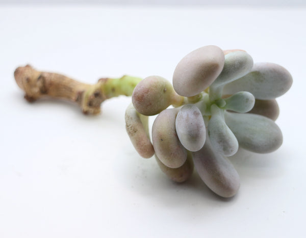 Graptopetalum Amazones