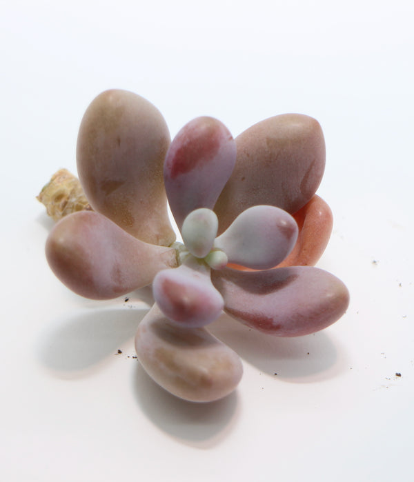 Graptopetalum Amethystinum