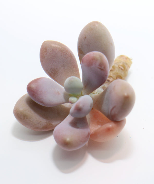 Graptopetalum Amethystinum