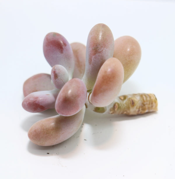 Graptopetalum Amethystinum