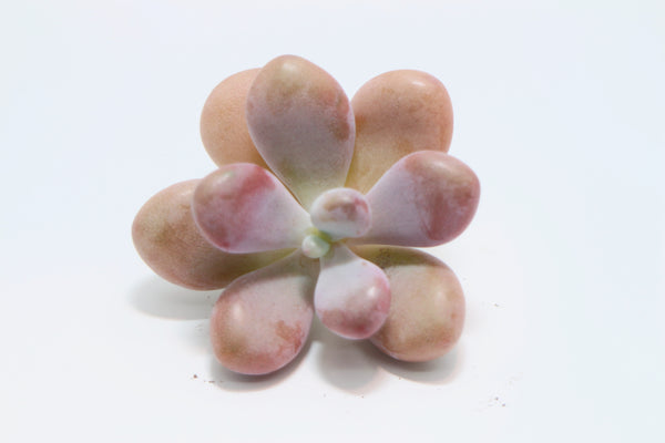 Graptopetalum Amethystinum