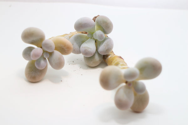 Pachyphytum ov. Moonstone