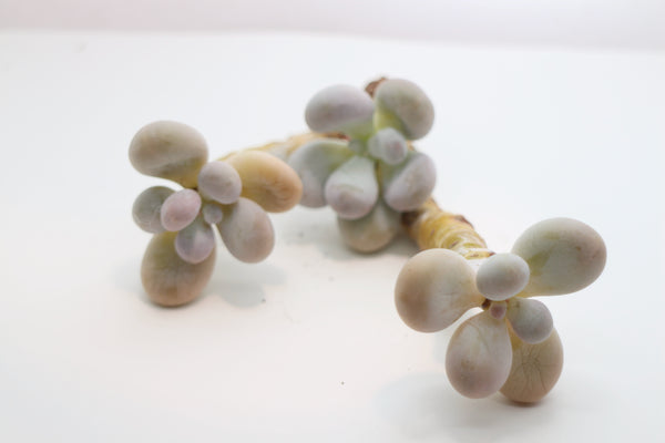 Pachyphytum ov. Moonstone