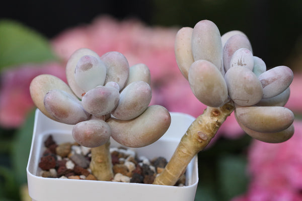 Pachyphytum cv mombuin