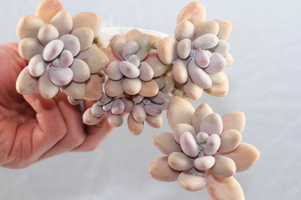 Gratopetalum Amethystinum